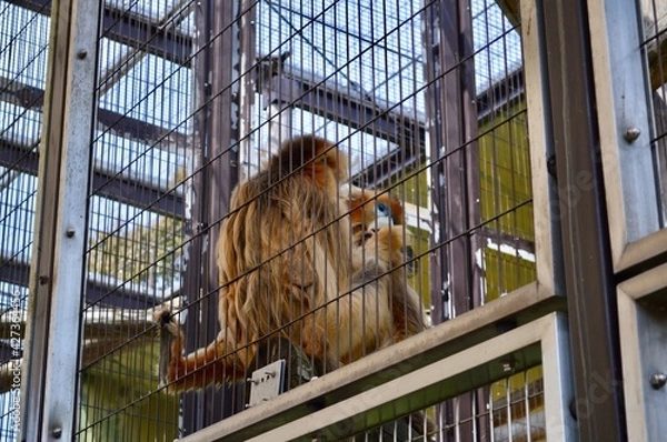 Fototapeta キンシコウ