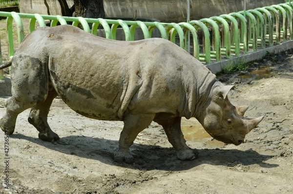 Obraz 動物園のカバ