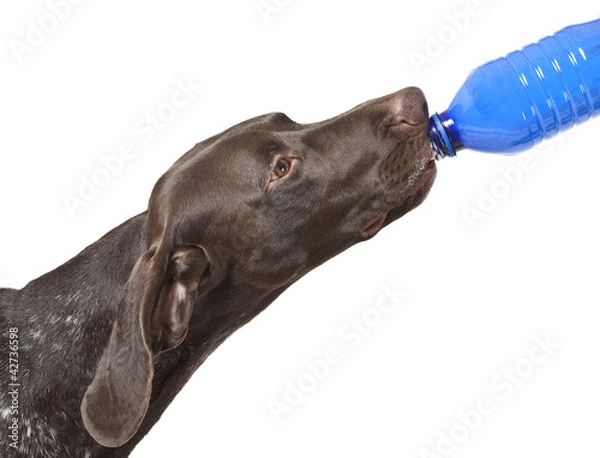 Obraz german short haired pointer