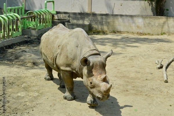 Obraz 動物園のカバ