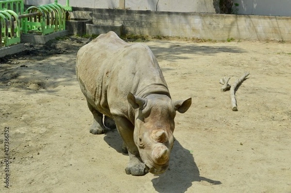 Fototapeta 動物園のカバ