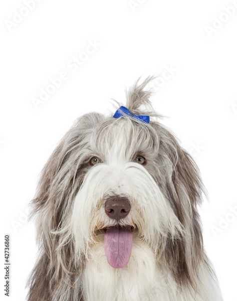 Obraz Bearded Collie