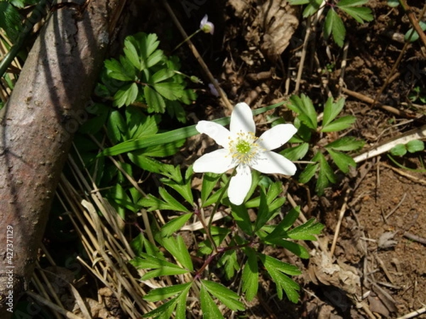 Fototapeta Anemonoides nemorosa, the wood anemone, windflower, thimbleweed, and smell fox in sunlight in park.