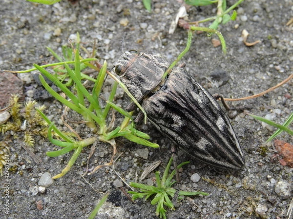Fototapeta Flatheaded pine borer (Chalcophora mariana) on the green moss in the pine forest.