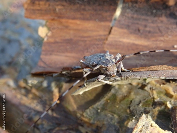 Fototapeta The timberman beetle, Acanthocinus aedilis (female) on a bark of tree.
