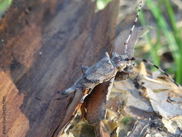 Fototapeta The timberman beetle, Acanthocinus aedilis (female) on a bark of tree.