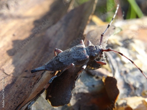 Fototapeta The timberman beetle, Acanthocinus aedilis (female) on a bark of tree.