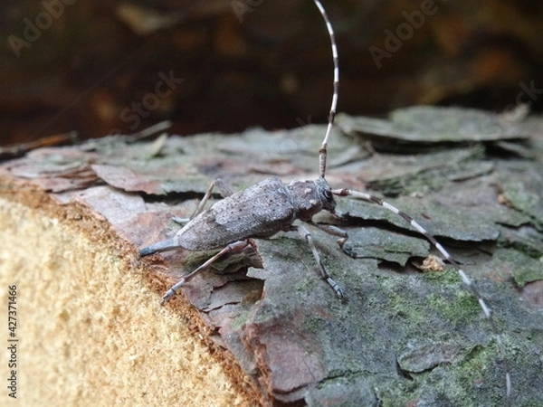 Fototapeta The timberman beetle, Acanthocinus aedilis (female) on a bark of tree.