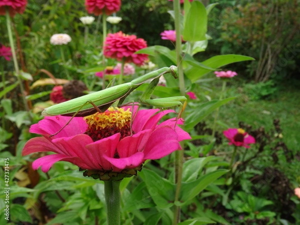 Fototapeta The European mantis (Mantis religiosa) on pink zinnia flower with blurred background.