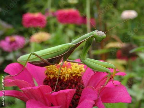 Fototapeta The European mantis (Mantis religiosa) on pink zinnia flower with blurred background.