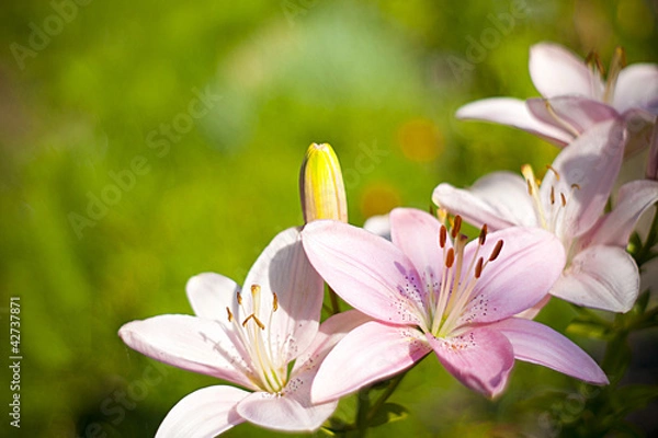 Obraz Pink lilies.
