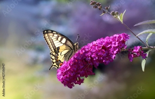 Obraz Paź królowej