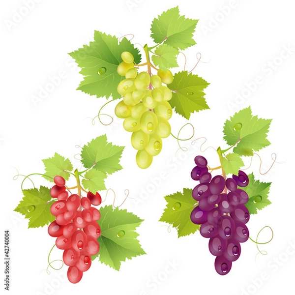 Obraz Three cluster of grapes