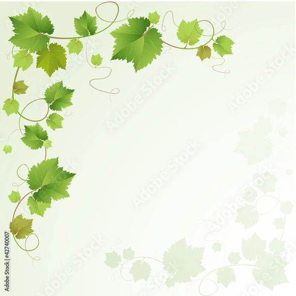 Obraz Grapes vine background