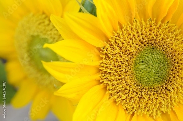 Obraz Żółty słonecznik