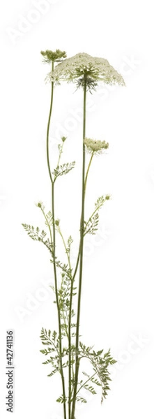 Obraz Myrrhis odorata