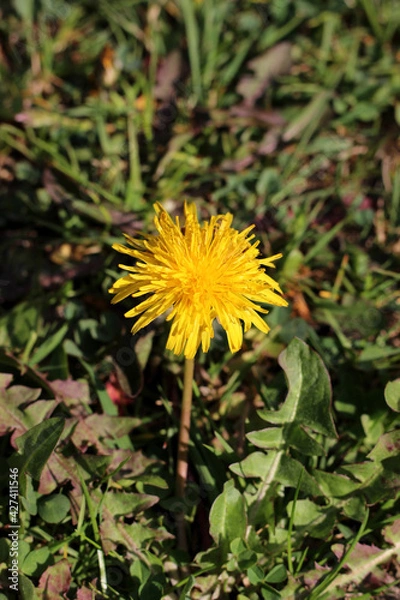 Fototapeta Isolated blooming dandelion flower
