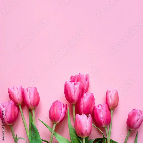 Fototapeta Fresh tulip flowers on a pink background. Bright spring background. Copy space for text.