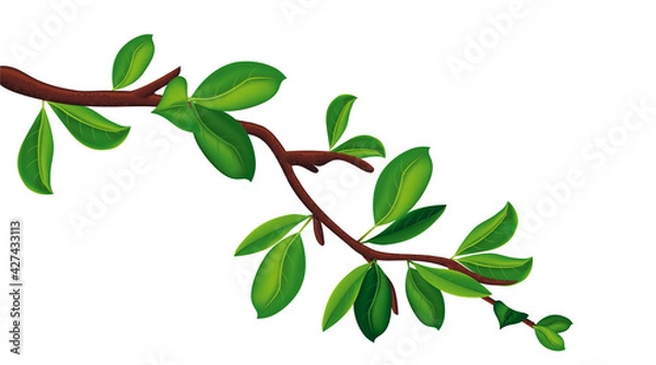 Obraz Realistic Detailed 3d Tree Branch with Green Leaves. Vector