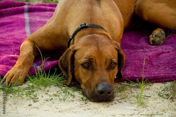 Fototapeta Rhodesian Ridgeback