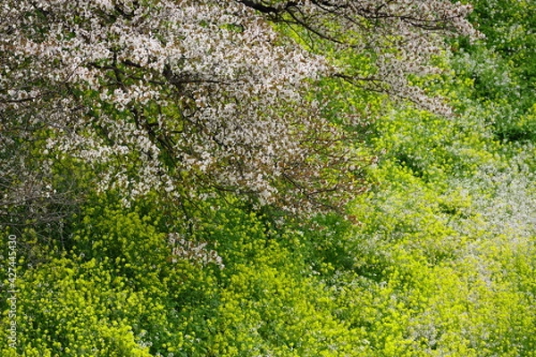 Obraz 菜の花と桜