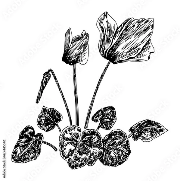 Fototapeta Vector illustrations of Cyclamen drawn with a black line on a white background.