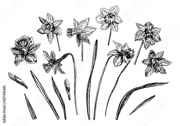 Fototapeta Vector illustrations of Narcissus drawn with a black line on a white background.