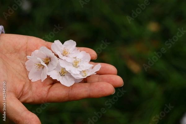 Fototapeta 手のひらの上の桜の花