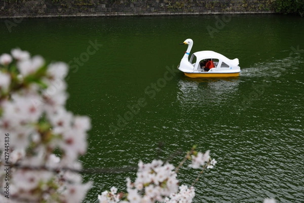 Obraz 桜とスワンボート