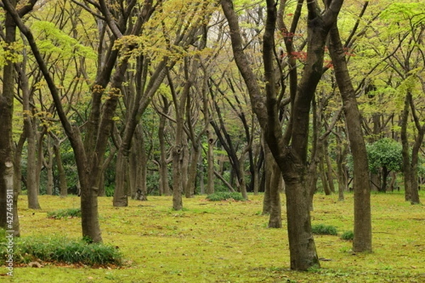 Obraz みどりの森