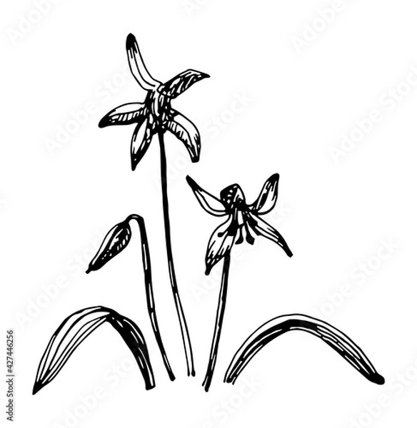 Fototapeta Vector illustrations of Scilla drawn with a black line on a white background.