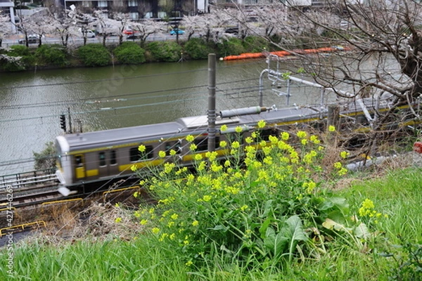 Fototapeta 菜の花、桜、電車、堀