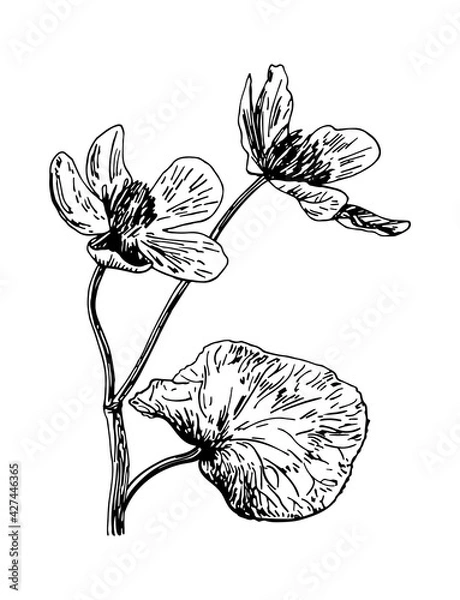 Fototapeta Vector illustrations of Caltha drawn with a black line on a white background.
