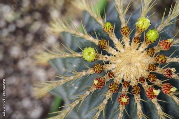 Fototapeta サボテンの花