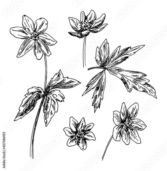Fototapeta Vector illustrations of Anemone drawn with a black line on a white background.