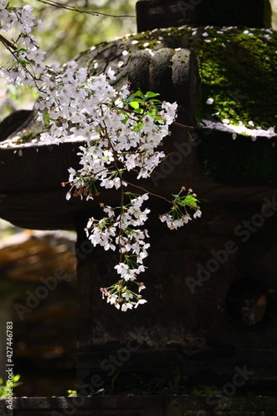 Fototapeta 神社灯篭の前の桜