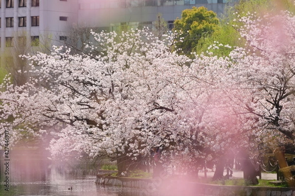 Obraz 上野の桜　前ボケ