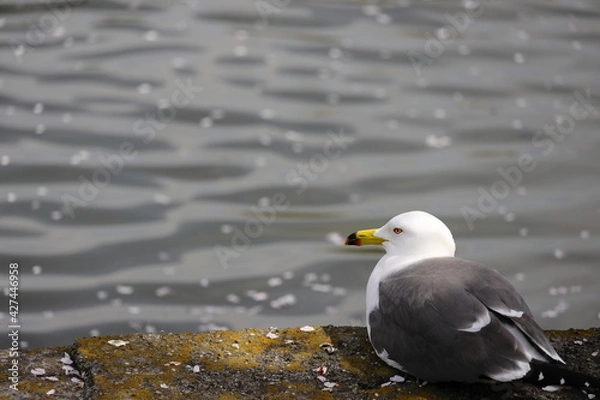 Fototapeta ユリカモメ