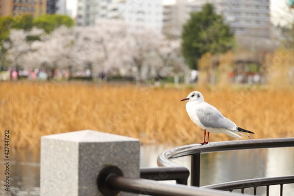 Fototapeta 公園にたたずむユリカモメ