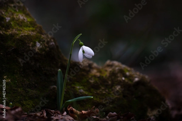 Obraz Close up wild blooming galanthus flower in dark spring forest