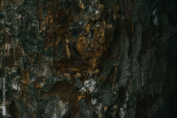 Obraz Vintage tree wood texture background