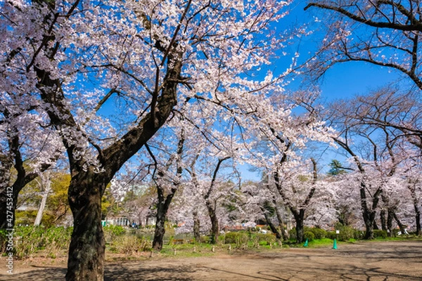 Fototapeta 東京都 桜の咲く井の頭恩賜公園