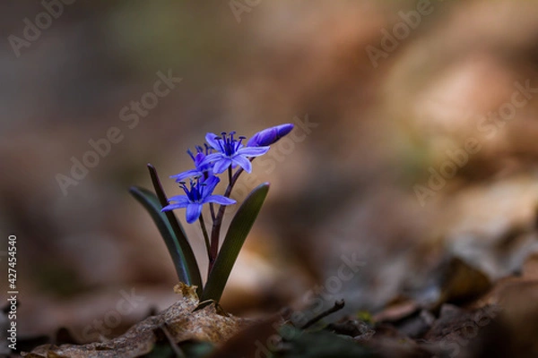 Obraz Close up blue wild Scilla flower in spring forest