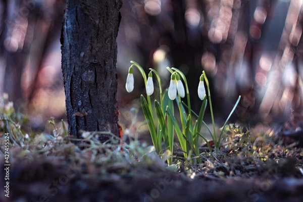 Obraz Wild snowdrops galanthus on bright sunset bokeh background