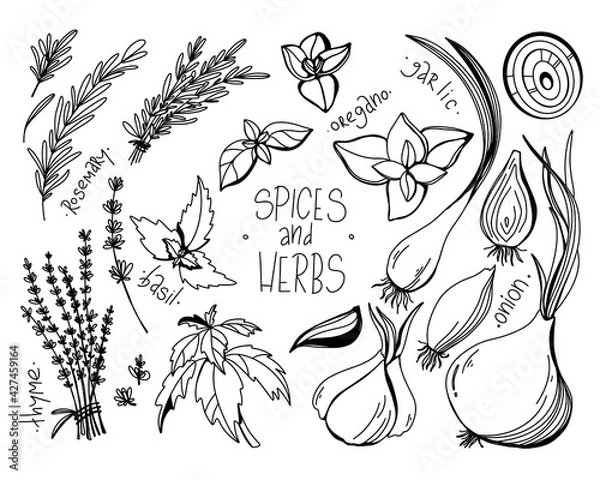 Fototapeta Spice and herb set. Doodle digital art outline. Print for kitchen, tattoo, design of packaging and wrapping paper, menus, restaurants, products