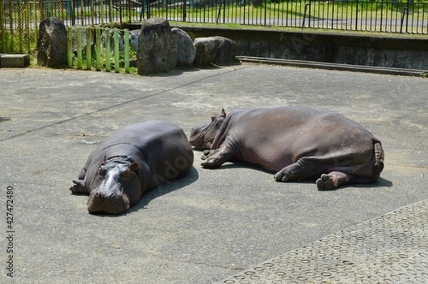 Obraz 動物園のカバ