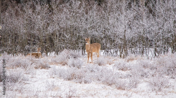 Fototapeta deer in a frost-covered grassy field