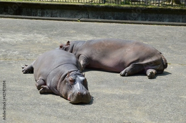Obraz 動物園のカバ