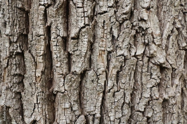 Obraz tree trunk bark, texture