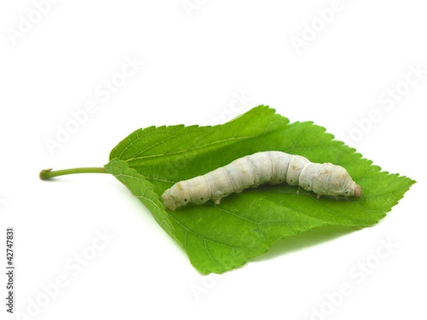 Obraz silkworm with mulberry leaf